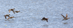 Ruddy Ducks 7732